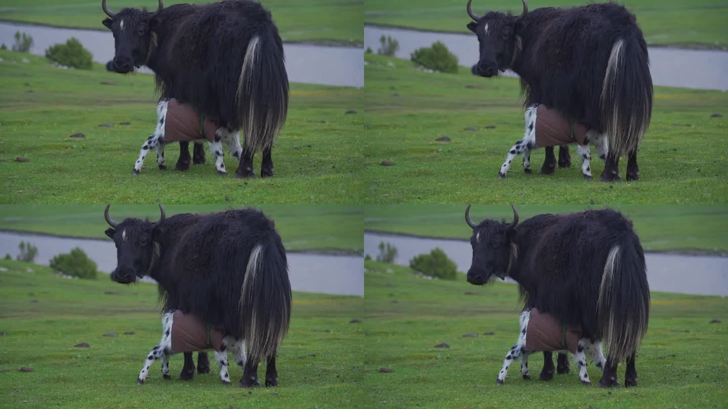 草原上的小牦牛在母牛肚子下吃奶