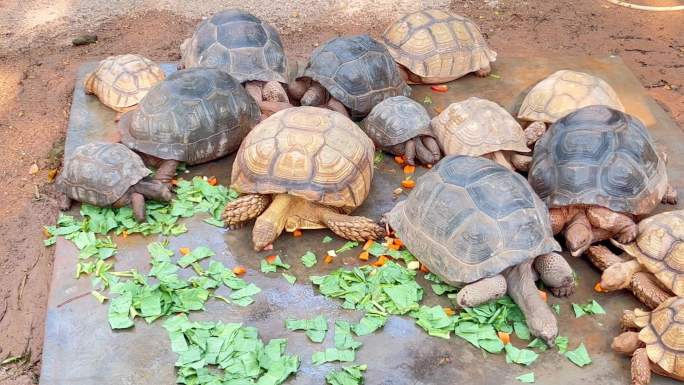 一群老乌龟在聚餐真是香啊