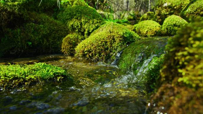 LS泉水流过长满苔藓的岩石
