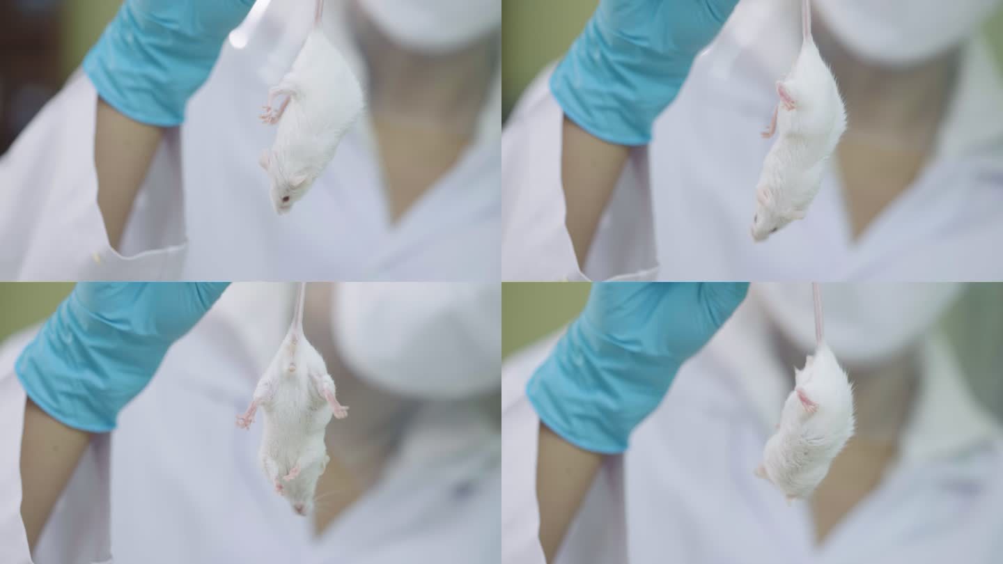 医学研究科学家拿着一只白老鼠。