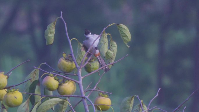 白喉红臀鹎 鸟啄食 小鸟 鸟儿 柿子