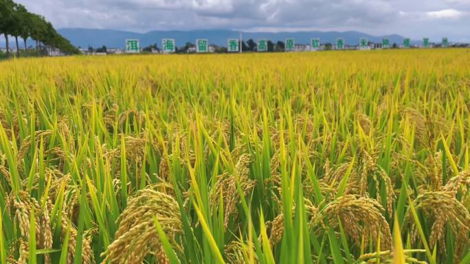 云南大理洱海种植基地水稻田大米