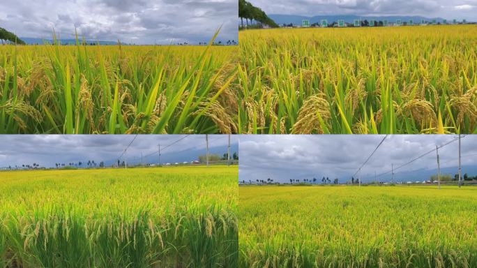 云南大理洱海种植基地水稻田大米