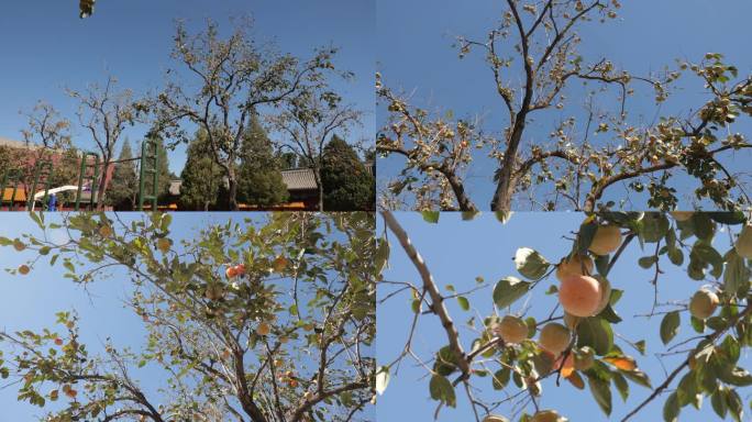 秋天成熟的柿子树