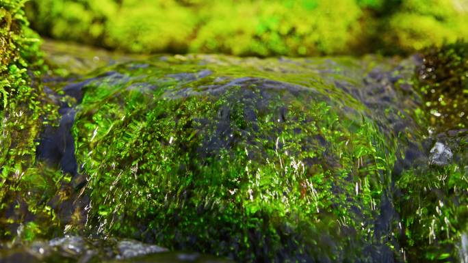 SLO MO泉水流过长满苔藓的岩石