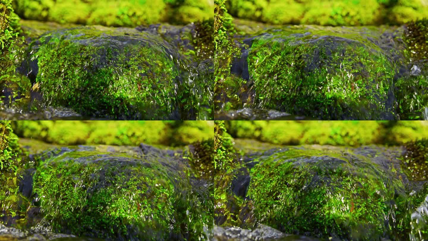 SLO MO泉水流过长满苔藓的岩石