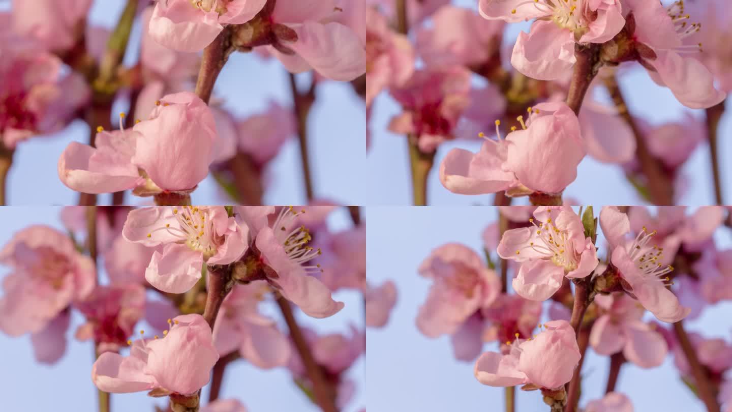 桃花在蓝色背景下旋转盛开，以水平格式延时4k视频播放。春天桃花盛开的视频。