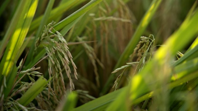 湖南长沙隆平稻作园夕阳下的稻子