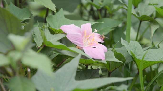 蜜蜂 采蜜 鲜花