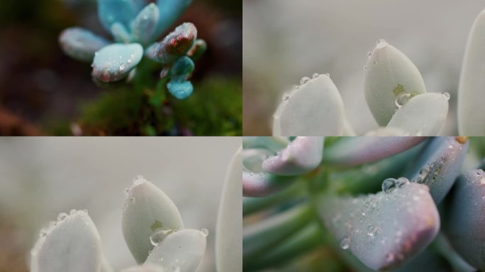 多肉植物上的雨水水珠