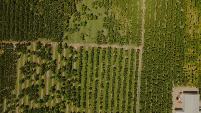 美国西部桃园鸟瞰科罗拉多果园农业4K视频系列