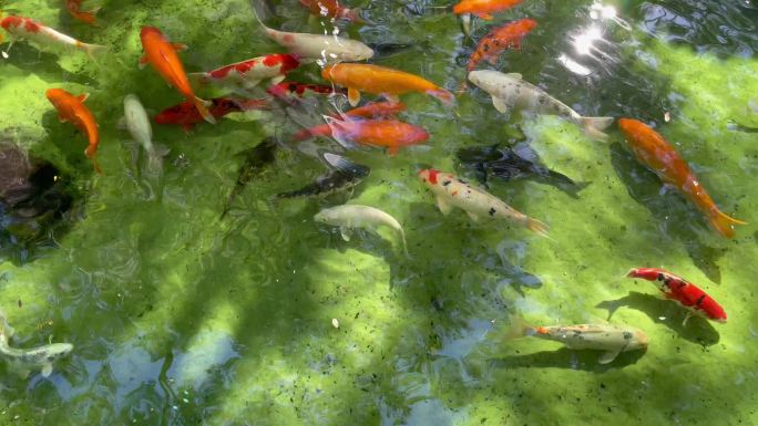 在湖里游泳的鱼好运红色金鱼公园鱼塘