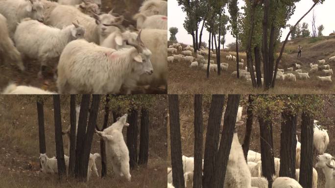 一群羊再山上吃草放羊写实