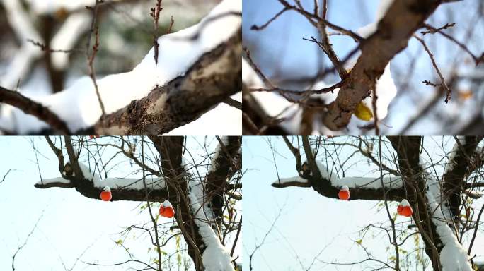 大雪覆盖的树枝，植物微距