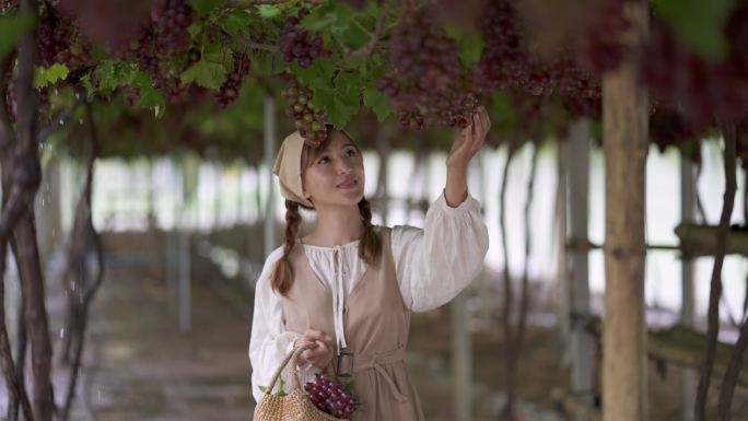 这位年轻的女士喜欢在葡萄园的葡萄藤下散步时抬头摘葡萄串。