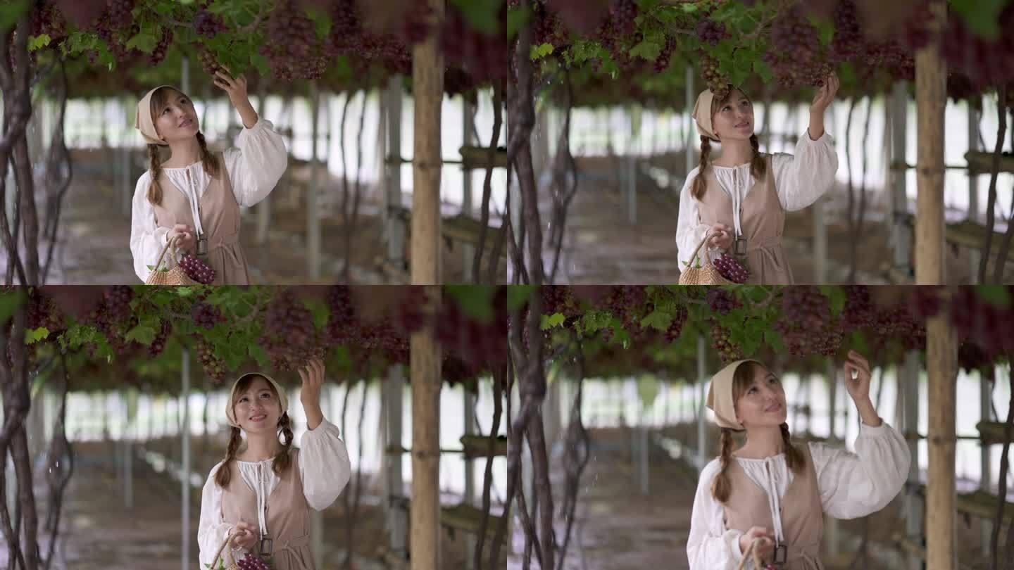 这位年轻的女士喜欢在葡萄园的葡萄藤下散步时抬头摘葡萄串。