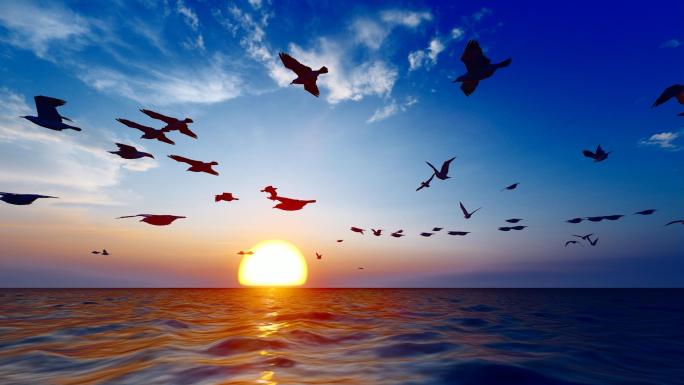 夕阳西下时海鸥在海面自由飞翔慢动作
