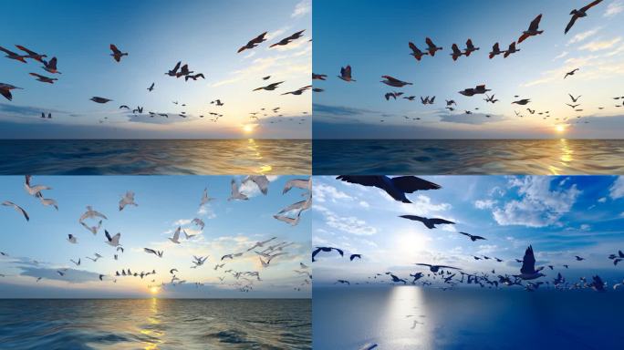 夕阳西下时海鸥在海面自由飞翔慢动作