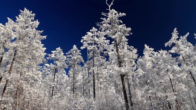 大兴安岭冬季雪林银装素裹