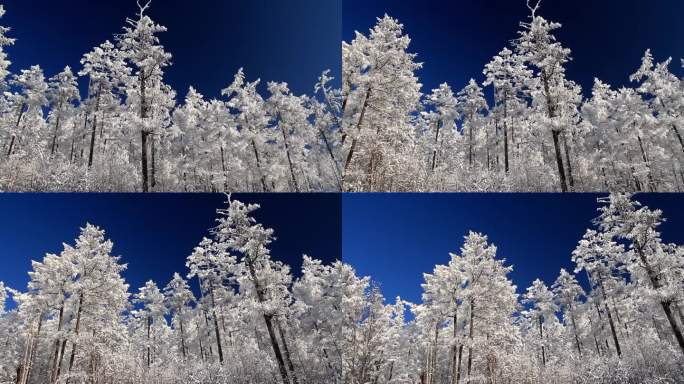 大兴安岭冬季雪林银装素裹