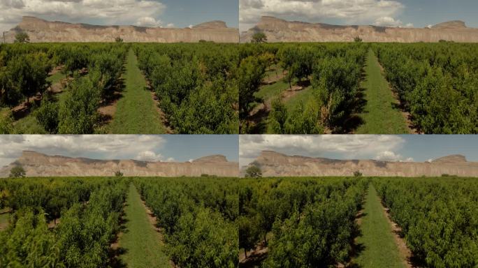 美国西部桃园鸟瞰科罗拉多果园农业4K视频系列