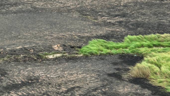 大火烧过的湿地湿地防火草地着火