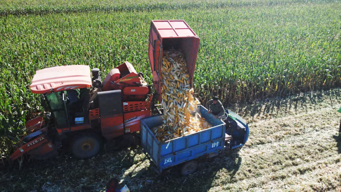玉米丰收 机械收割玉米