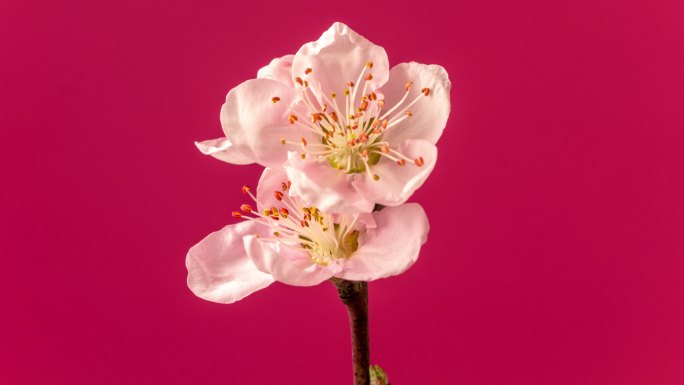 桃花在水平格式延时4k视频中旋转和盛开。春天桃花盛开的视频。