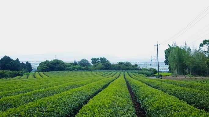 日本茶园茶叶茶采茶