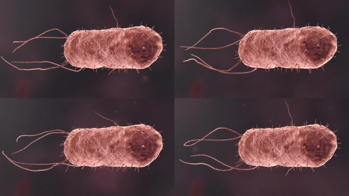 流感病毒病原体细菌微生物