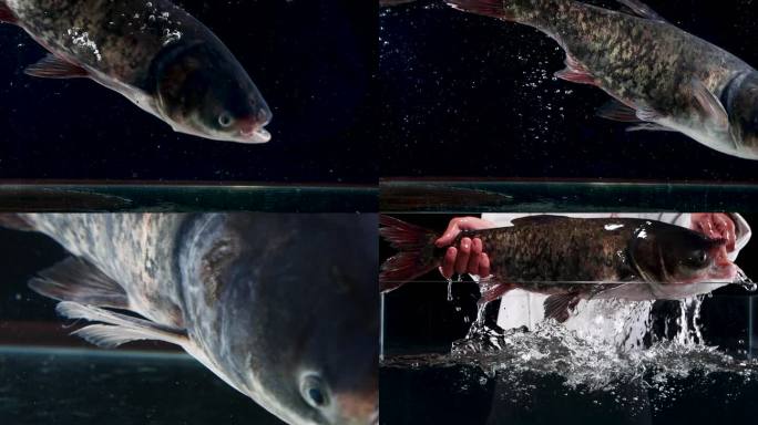 鱼 鲢鳙 花鲢 酸菜鱼 胖头鱼 鱼在水中