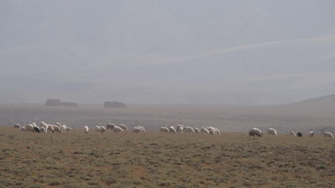 戈壁滩上羊群