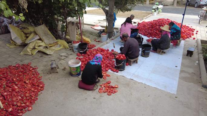 农民手工甜椒挖瓤取籽现场