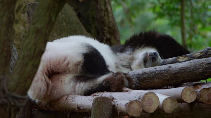 成都大熊猫 滚滚 躺着休息 吃竹子 宣传