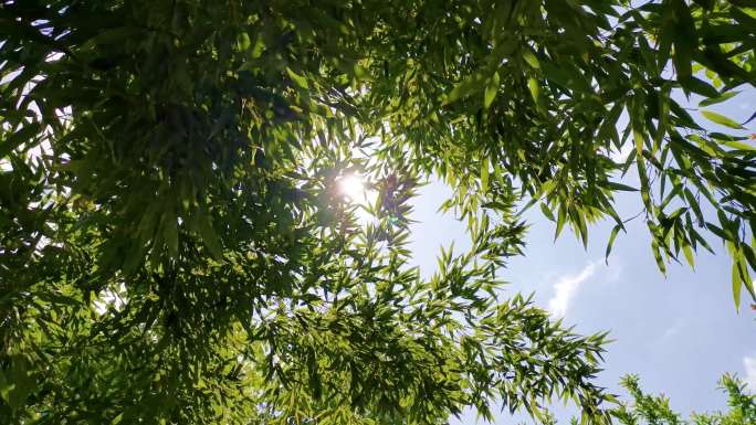 逆光天空竹叶 自然 夏天 逆光树叶