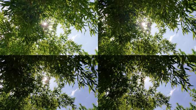 逆光天空竹叶 自然 夏天 逆光树叶