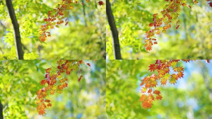 本溪秋季红色枫叶