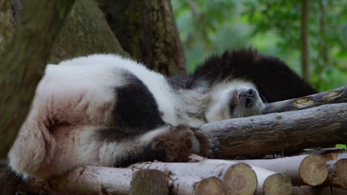 成都大熊猫 滚滚 躺着休息