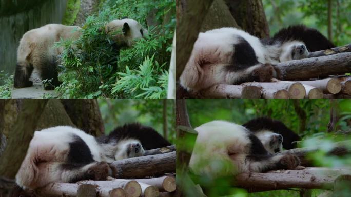 成都大熊猫 滚滚 躺着休息