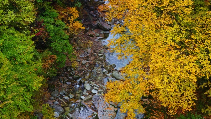 陕西黄柏源龙头山云海巴中光雾山秋景