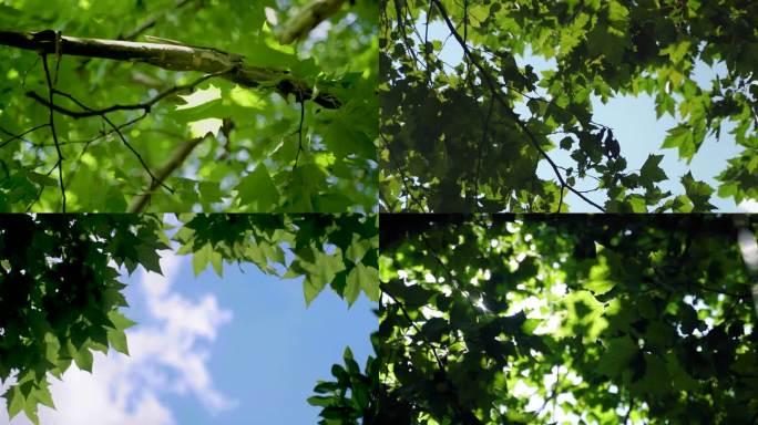 4K夏天阳光树叶唯美空镜头意境小清新