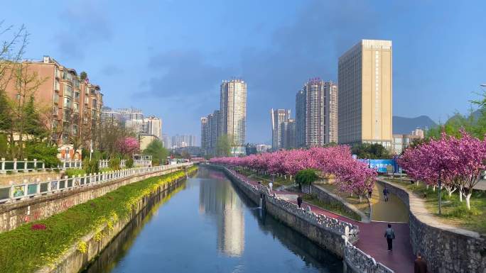 城市河岸边花开 花开 花海城市 城市花海