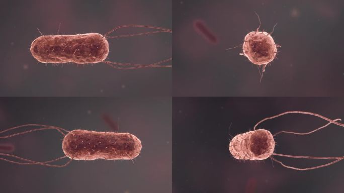 医学病原体病毒病原体病菌细菌新冠病毒动画