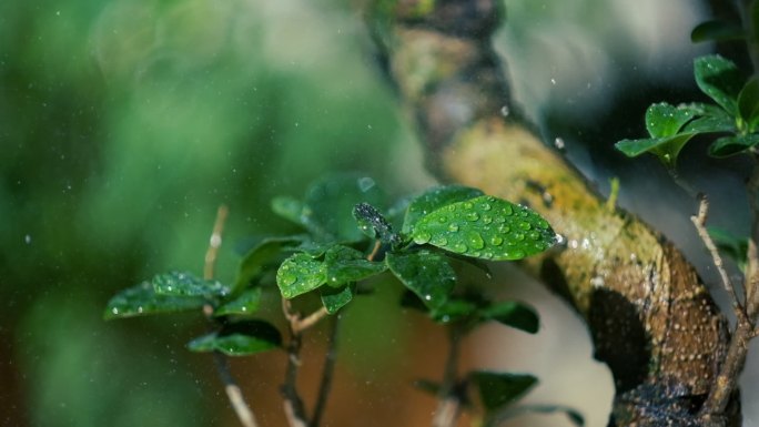 雨水浸透了盆景树、绿叶和水滴。