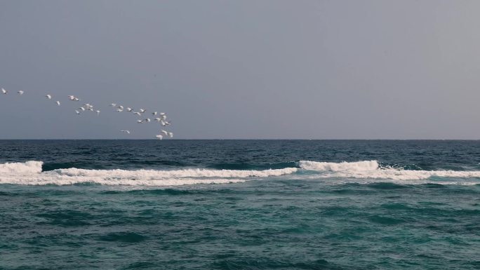 海浪上方一群海鸟飞过
