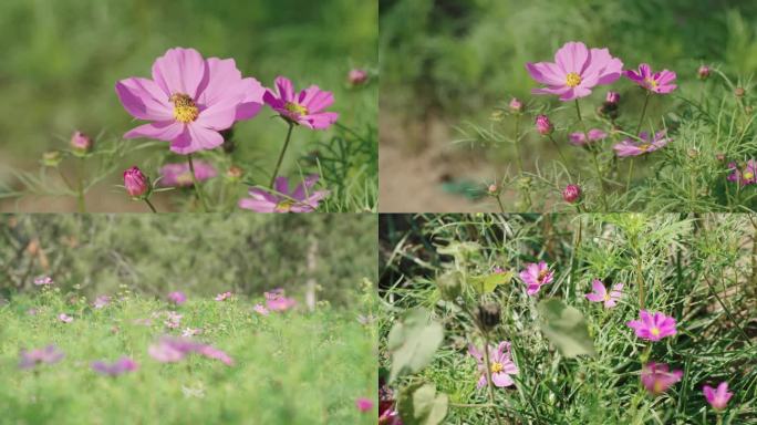 4k-春天忙碌的蜜蜂采蜜特写