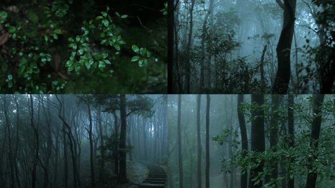 空镜雨林树林