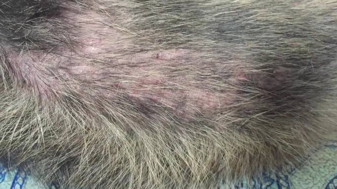 流浪犬犬蠕形螨病皮肤病
