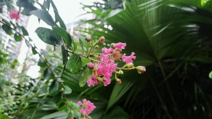 夏日雨后花朵特写空镜头