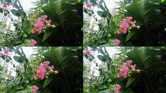 夏日雨后花朵特写空镜头